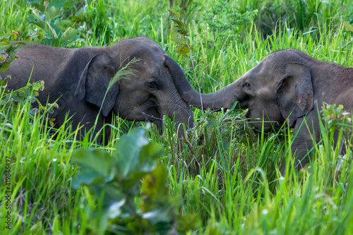 Wild elephants playing beside the road near Habarana in central Sri Lanka in the late afternoon.