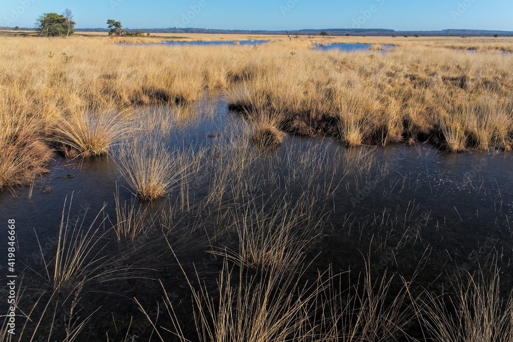 Wetlands in National Park de Hoge Veluwe in the Netherlands