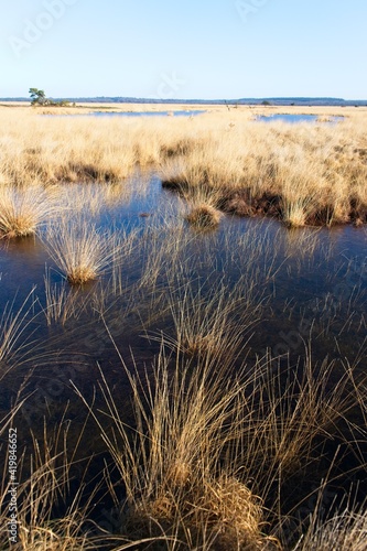 Fototapeta Naklejka Na Ścianę i Meble -  Wetlands in National Park de Hoge Veluwe in the Netherlands