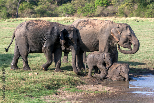 Wild elephants and young calves bathe at the edge of a waterhole in Minneriya National Park. Minneriya is located near Habarana in central Sri Lanka.