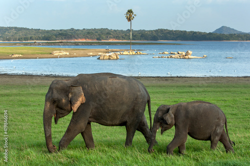Photography A wild elephant and calf graze next to the tank (man-made reservoir) at Minneriya National Park in central Sri Lanka, not far from the town of Habarana
