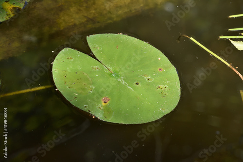 White water lily leaves floating on the water surface