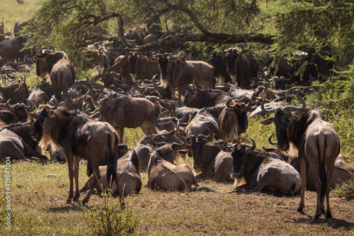 Group of wildebeasts during safari in National Park of Serengeti, Tanzania. Wild nature of Africa. photo