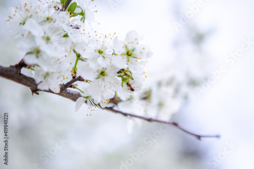 An ant on a branch with white flowers