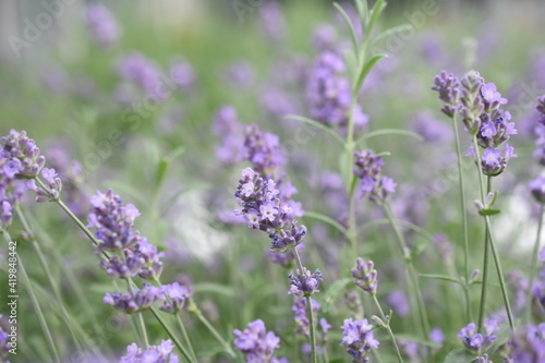 Lavendel