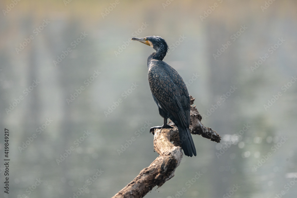 Obraz premium Cormorant on a Dead Tree