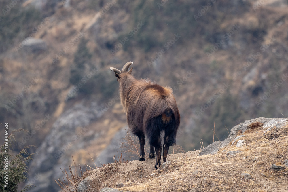 Fototapeta premium Himalayan Tahr on a Cliff