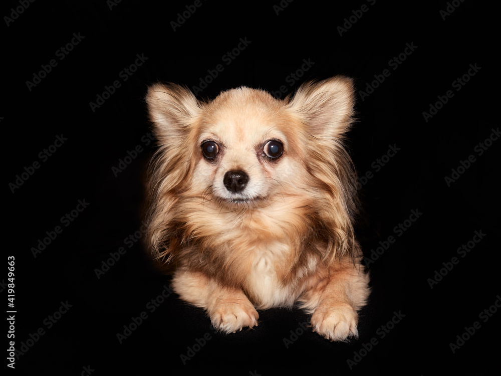 Short haired chihuahua isolated against black background