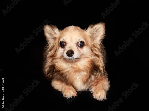 Short haired chihuahua isolated against black background © erwin