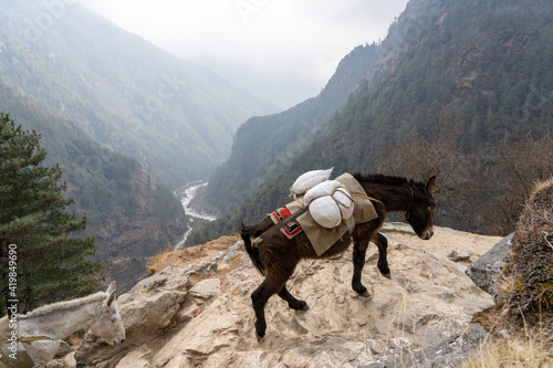 Mule Train in the Himalayan Mountains