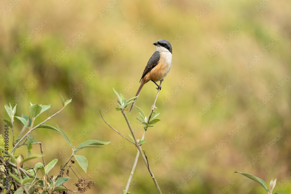 Shrike on a Grass Stem Shrike on a Grass Stem