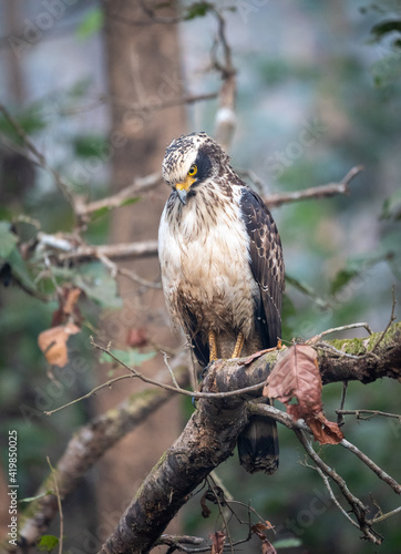 Serpent Eagle Perched in the Jungel