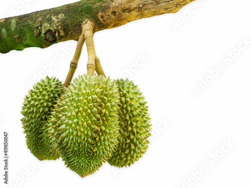 Durian tree, Fresh durian fruit on tree ,Durians are the king of fruits,isolated on white background.