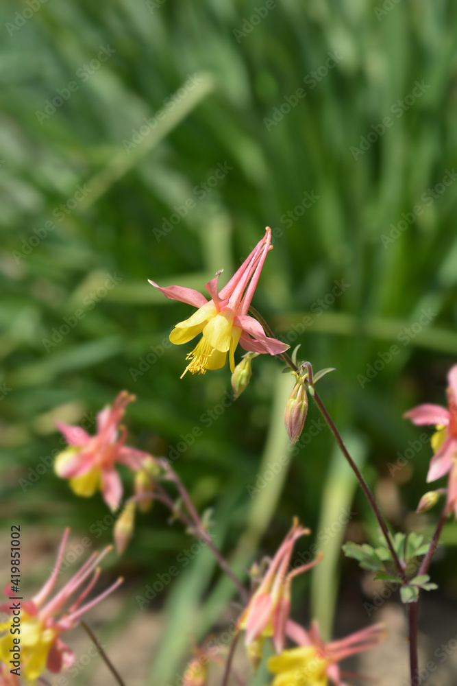 Barnebys columbine Barnebys columbine