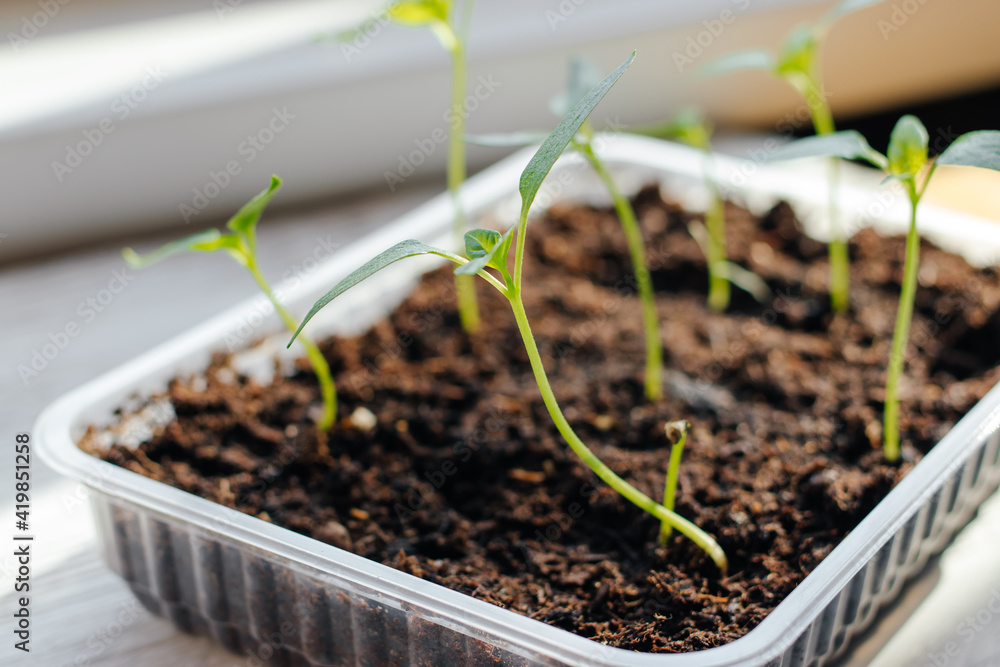 pepper seedlings in the ground pepper seedlings in the ground