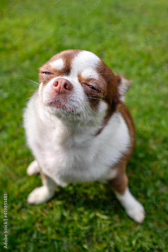 A brown-and-white dog, a Chihuahua breed with half-covered eyes sitting on the green grass. Close-up. It's a fun scene.