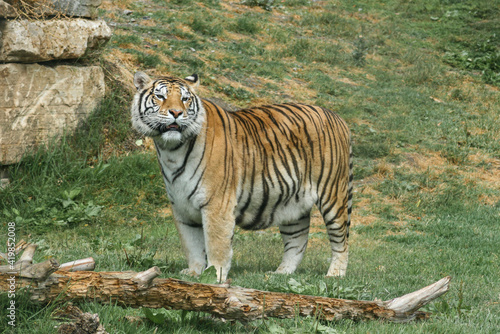 Tigre bengala de pie con fondo verde