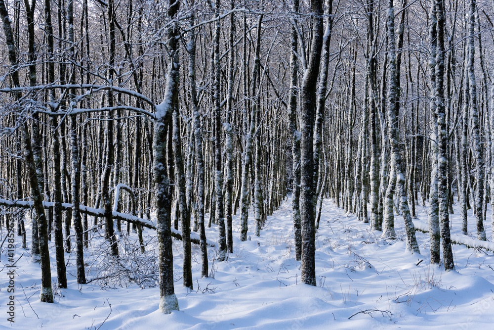 Fototapeta premium Naturpark High Fens-Eifel in Belgium in the snow