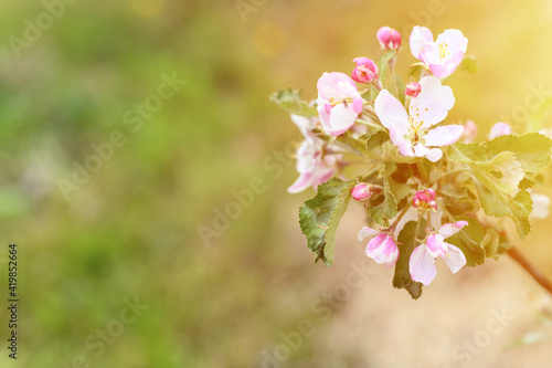 apple tree flowers in soft pink pastel color in full bloom on a branch in the garden. space for text. flare