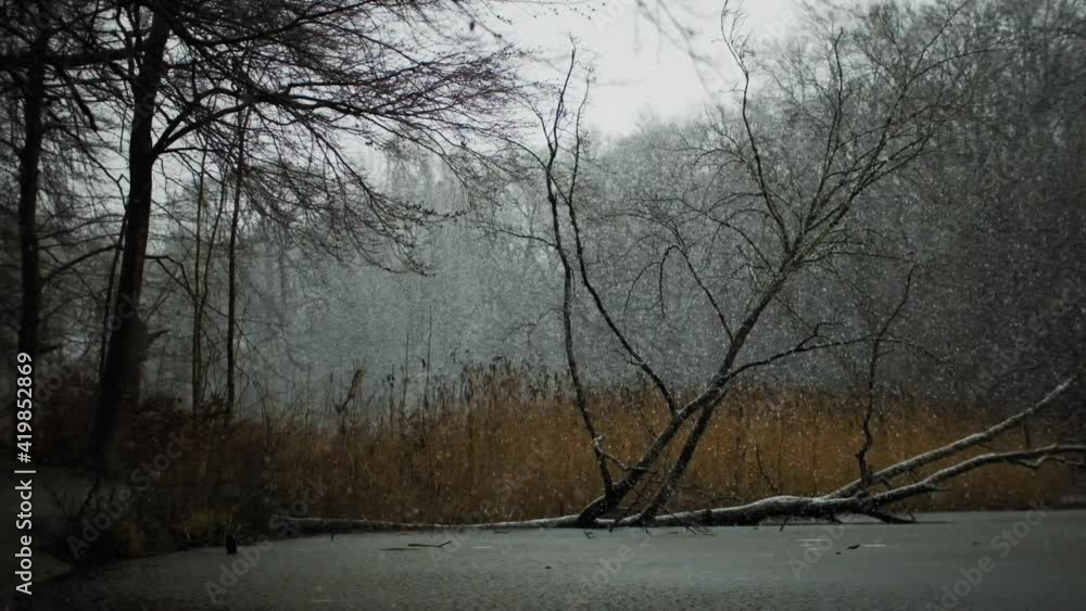 Snow Falling Over Frozen Lake In Winter Forest Snow Falling Over Frozen Lake In Winter Forest
