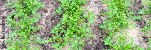 young sprouted cress sprouts in a garden bed in the spring or summer. banner