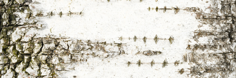 background of the texture of birch bark is white and black color. banner background of the texture of birch bark is white and black color. banner