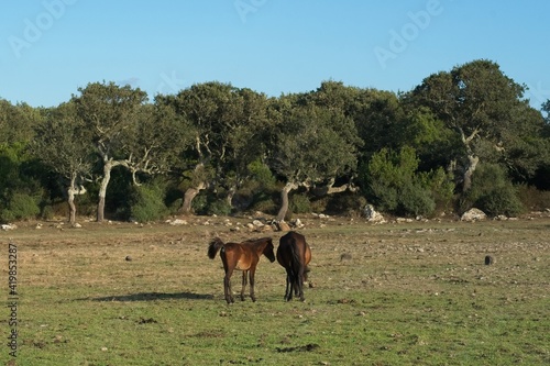 Italy  Barumini - 2019-09-30   The Giara di Gesturi  is a high and steep-sided basaltic plateau in Central Sardinia. Many cork oaks  Quercus suber  and wild horses