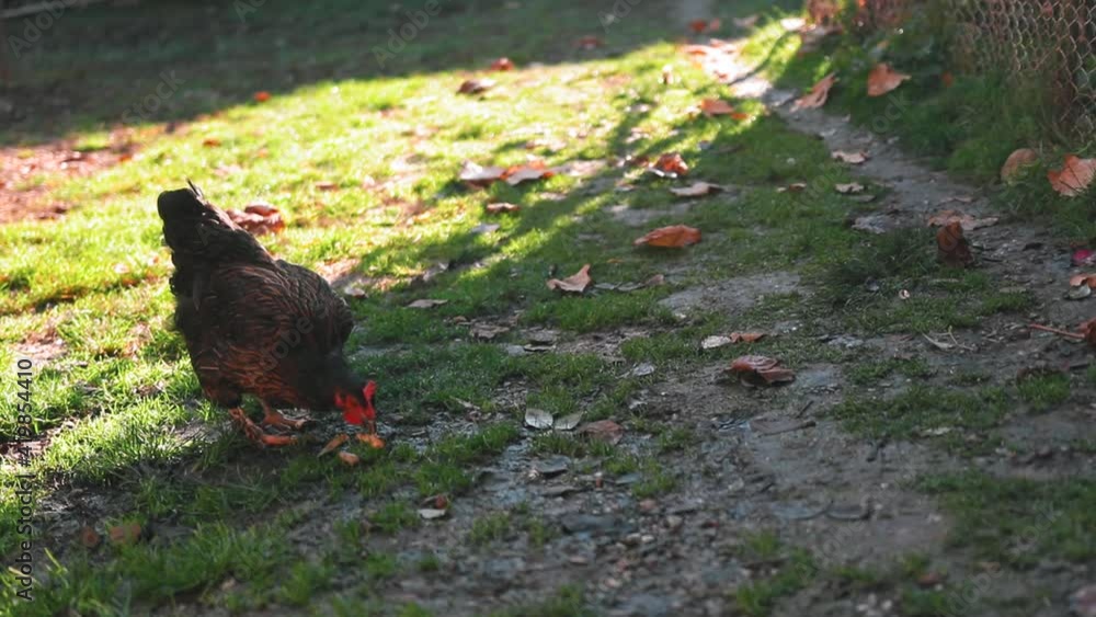 Hen eating in the yard in rural environment Hen eating in the yard in rural environment