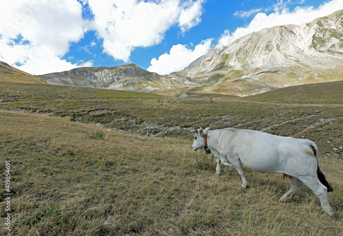 fat white cow grazing on high mountain meadows in summer