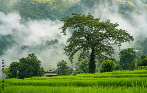 Silk Cotton tree or Simal tree in local name on a terraced paddy field in tropical atmosphere in Chapakot village of Syangja in Nepal.