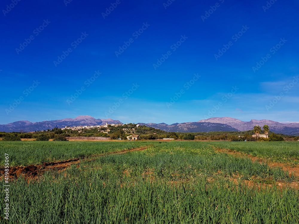 green field  on the balearic island of Mallorca, spain