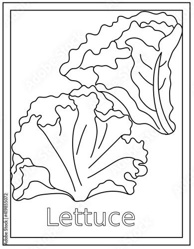 
Salad leaf drawing, vector design of lettuce 

