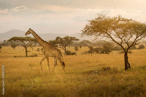 Giraffe with trees in background during sunset safari in Serengeti National Park  Tanzania. Wild nature of Africa..