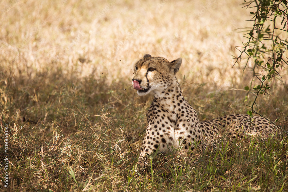 Obraz premium Cheetah resting in the grass during safari at Serengeti National Park in Tanzania. Wild nature of Africa..