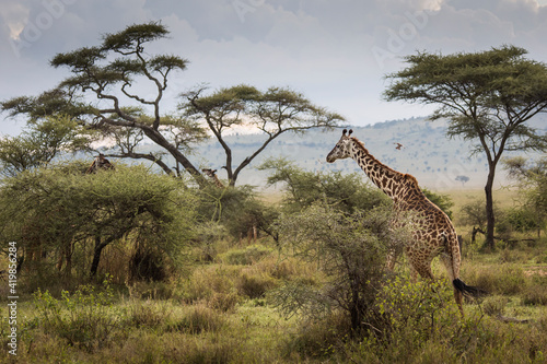 Portrait of a giraffe looking on the camera during safari in Tarangire National Park  Tanzania  with beautiful acacia tree in background. Wild nature of Africa.