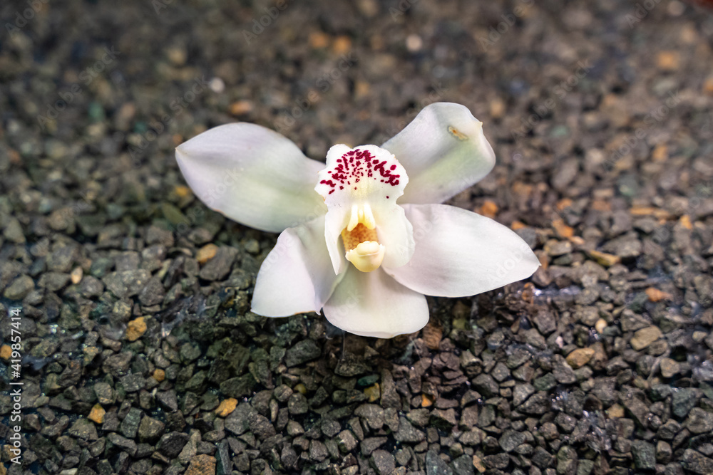 White orchid on a black sandy background. Loneliness metaphor with flower. White orchid on a black sandy background. Loneliness metaphor with flower.