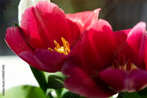 Tulips at spring. The fresh sweet aroma from flowers. Natural beauty