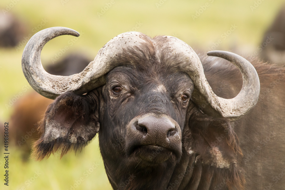 Naklejka premium Buffalo in the grass during safari in Serengeti National Park in Tanzani. Wilde nature of Africa.