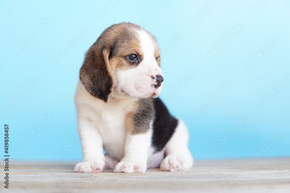 Beagle dog on blue background.Puppy picture have copy space for text or advertisement.