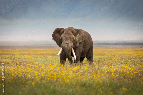 Elephant eating grass during safari in National Park of Ngorongoro  Tanzania. Beautiful yellow flowers around him. Wild nature of Africa.