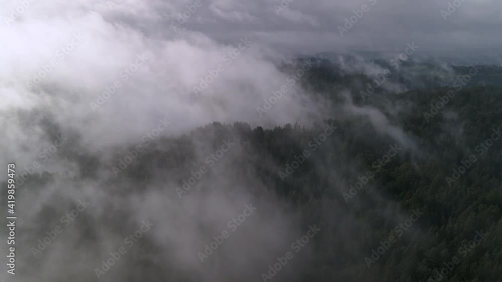 Aerial wide view of a moody pine tree forest covered by fog in California Aerial wide view of a moody pine tree forest covered by fog in California