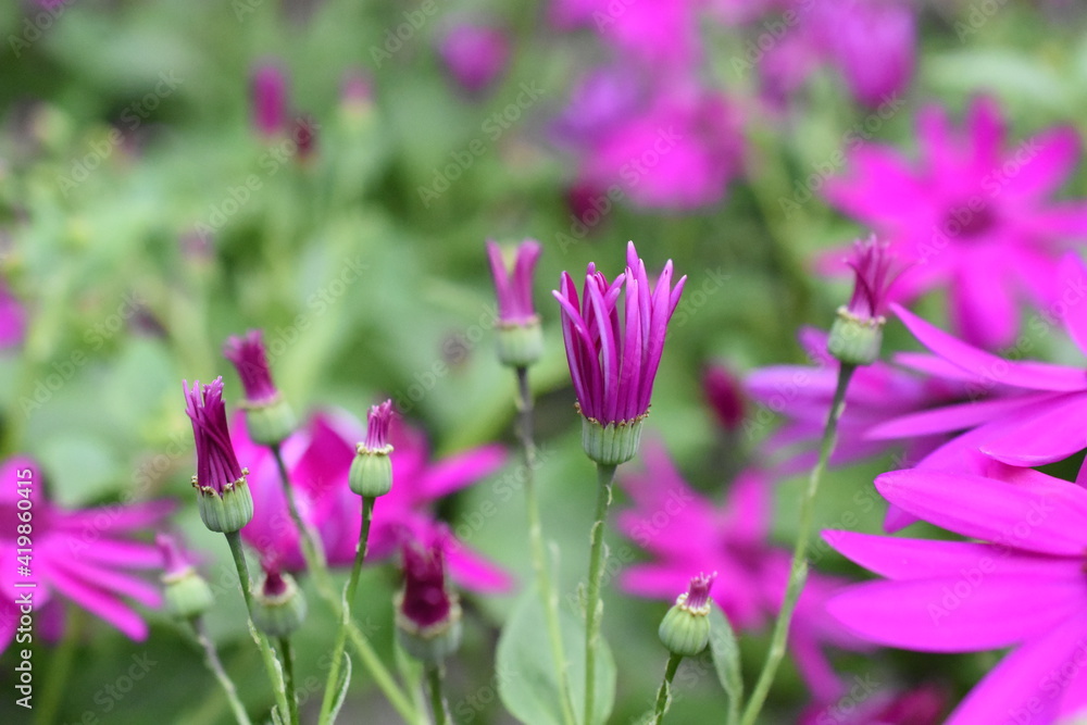 Aschenblume Aschenblume