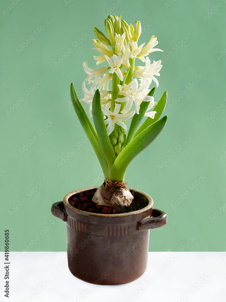 various,multicolor flowers of hyacinth spring plants various,multicolor flowers of hyacinth spring plants