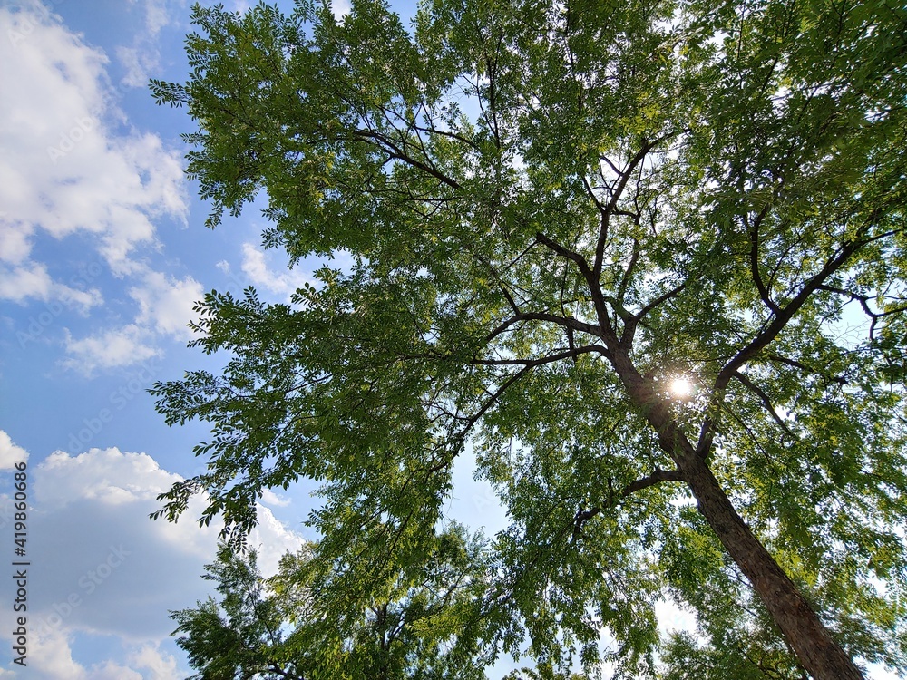 Fototapeta premium tree in the sky