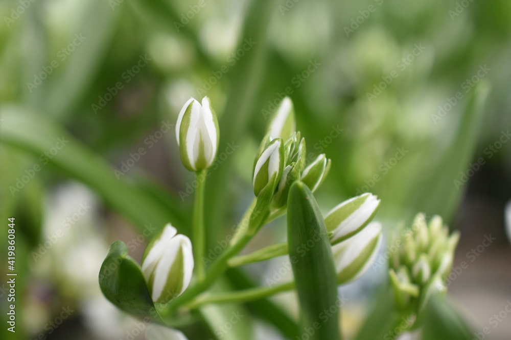 Fototapeta premium Milchstern