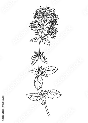Mint flower and leaves line art illustration. Perfect for pattern, logo, posters, invitation and greeting card design. Hand drawn mint plant. Delicate summer drawing.