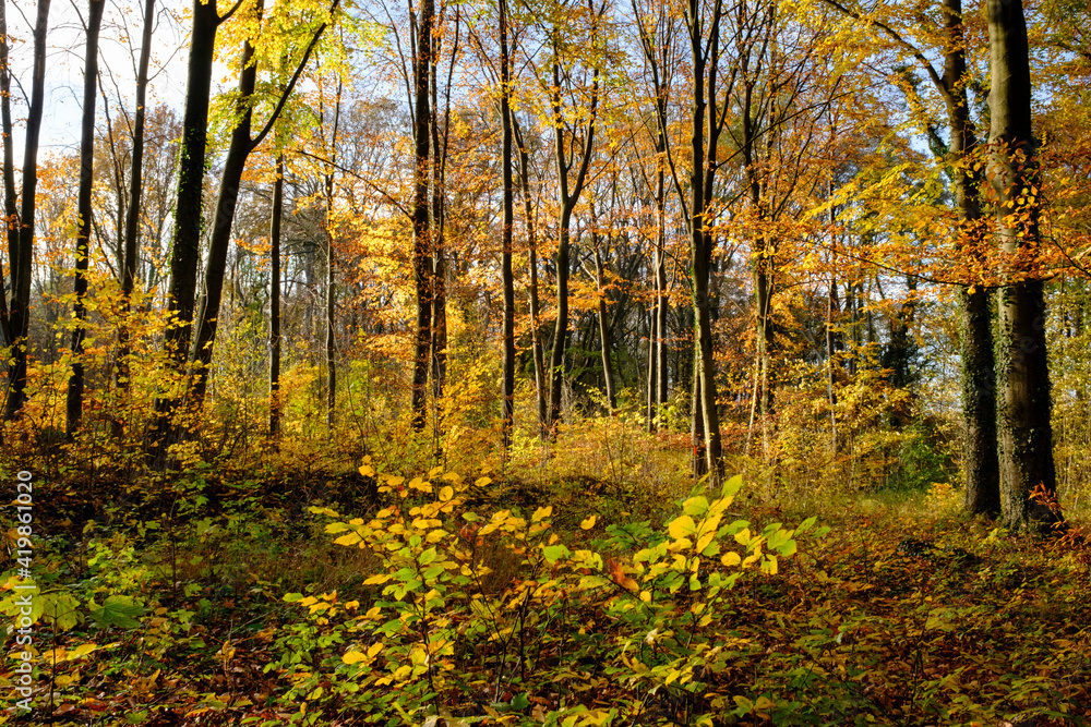 Laubwald im Herbst, Nordrhein-Westfalen, Deutschland, Europa