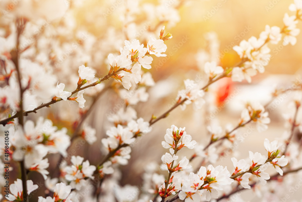 Closeup tender flowers of blooming cherry, floral white branch of sakura under sunlight, spring in soft romantic tones Closeup tender flowers of blooming cherry, floral white branch of sakura under sunlight, spring in soft romantic tones
