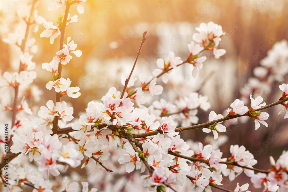 Closeup tender flowers of blooming cherry, floral white branch of sakura under sunlight, spring in soft romantic tones Closeup tender flowers of blooming cherry, floral white branch of sakura under sunlight, spring in soft romantic tones