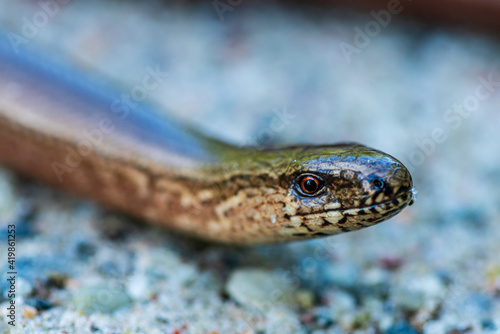 Close up headshot of a slow worm or blindworm